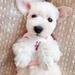 白色雪纳瑞多少钱一只？