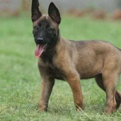 马里努阿犬价格多少详细价