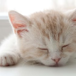 <b>可爱美颜的猫咪图片</b>