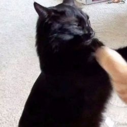 一左一右猫咪情侣头像一对