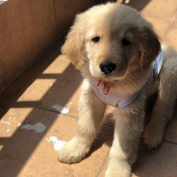 哪些宠物狗适合家养？你了解多少