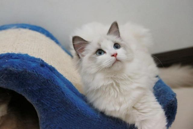 这6种猫，一旦它成为流浪猫，它们真的很难活过3个月（图6）