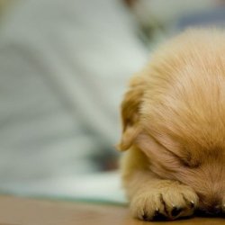 可爱小狗呆萌图片