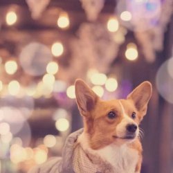 爱心宠物狗狗可爱唯美照片