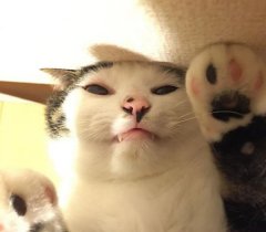 搞笑表情的猫咪搞怪图片