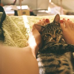 <b>我的爱宠猫咪唯美图片</b>