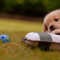 小狗狗可爱萌宠图片集合