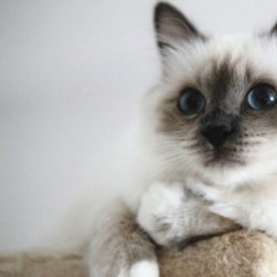 伯曼猫咪可爱图片