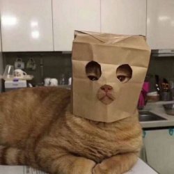 猫咪图片大全搞笑可爱头像