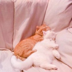 情侣头像小猫系列一左一右