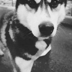 黑白萌宠可爱狗狗图片头像