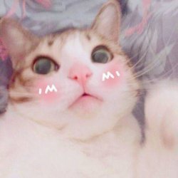 猫咪可爱最新最新小猫头像