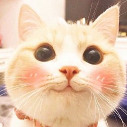 猫头像高冷图片真猫