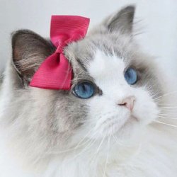 最新高清可爱猫咪头像大全