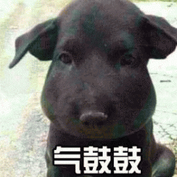 气鼓鼓表情包搞笑动物表情包