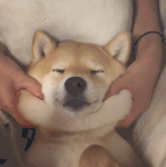 柴犬gif动态表情包 [一套超级可爱的微信秋田犬表情]