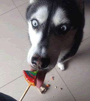 哈士奇吃棒棒糖套路表情包 [你要不要吃棒棒糖？]