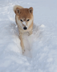 柴犬gif动态表情包 [一套超级可爱的微信秋田犬表情]