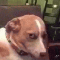 狗子眼神表情包 [确定过眼神 我遇见对的人]