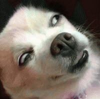 狗子眼神表情包 [确定过眼神 我遇见对的人]