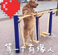 宠物带字表情包 [金毛犬：等一个有缘人]