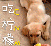 宠物带字表情包 [金毛犬：等一个有缘人]