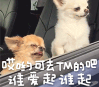 宠物带字表情包 [金毛犬：等一个有缘人]