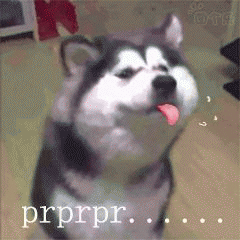 哈士奇emmm表情包 [二哈emmm...... prprpr......原图系列]