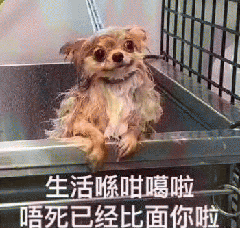 狗子表情包 [表面稳如狗 内心慌得一批]