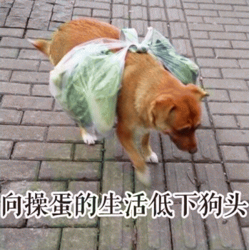 狗子表情包 [表面稳如狗 内心慌得一批]