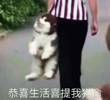 狗子表情包 [表面稳如狗 内心慌得一批]