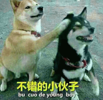 狗子表情包 [表面稳如狗 内心慌得一批]