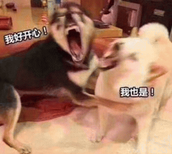 沙雕狗狗表情包 [大家都听我说，你们都是狗]