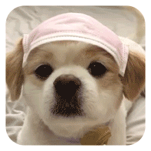 沙雕狗狗表情包 [大家都听我说，你们都是狗]