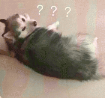 沙雕狗狗表情包 [大家都听我说，你们都是狗]