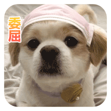 沙雕狗狗表情包 [大家都听我说，你们都是狗]