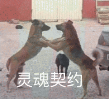 沙雕狗狗表情包 [大家都听我说，你们都是狗]