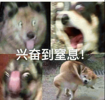 沙雕狗狗表情包 [大家都听我说，你们都是狗]