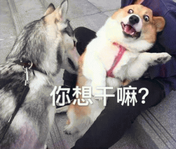 沙雕狗狗表情包 [大家都听我说，你们都是狗]