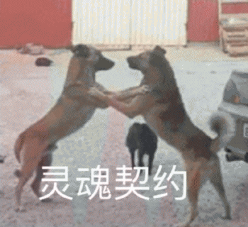 沙雕狗狗表情包 [大家都听我说，你们都是狗]