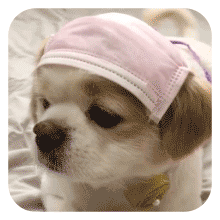 沙雕狗狗表情包 [大家都听我说，你们都是狗]