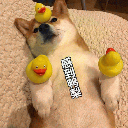 秋田犬表情包 [野心不大 你和天下]