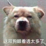 狗狗表情包带字 [这双狗眼看透太多了]