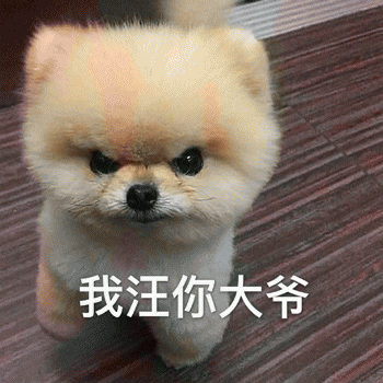 狗狗表情包带字 [这双狗眼看透太多了]