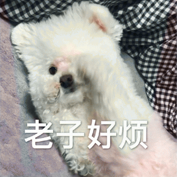 狗狗表情包带字 [这双狗眼看透太多了]