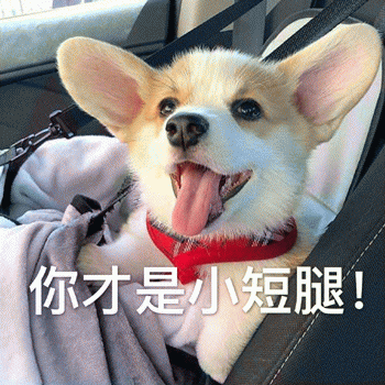 狗狗表情包带字 [这双狗眼看透太多了]