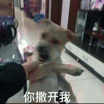 狗狗表情包带字 [这双狗眼看透太多了]