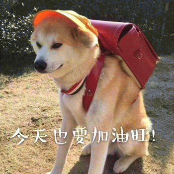 狗狗表情包带字 [这双狗眼看透太多了]