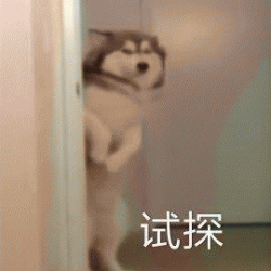 各种变装的狗狗试探搞笑动物表情