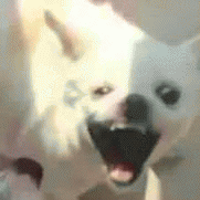 吉娃娃表情包 [我想这是用表情包的最高境界]